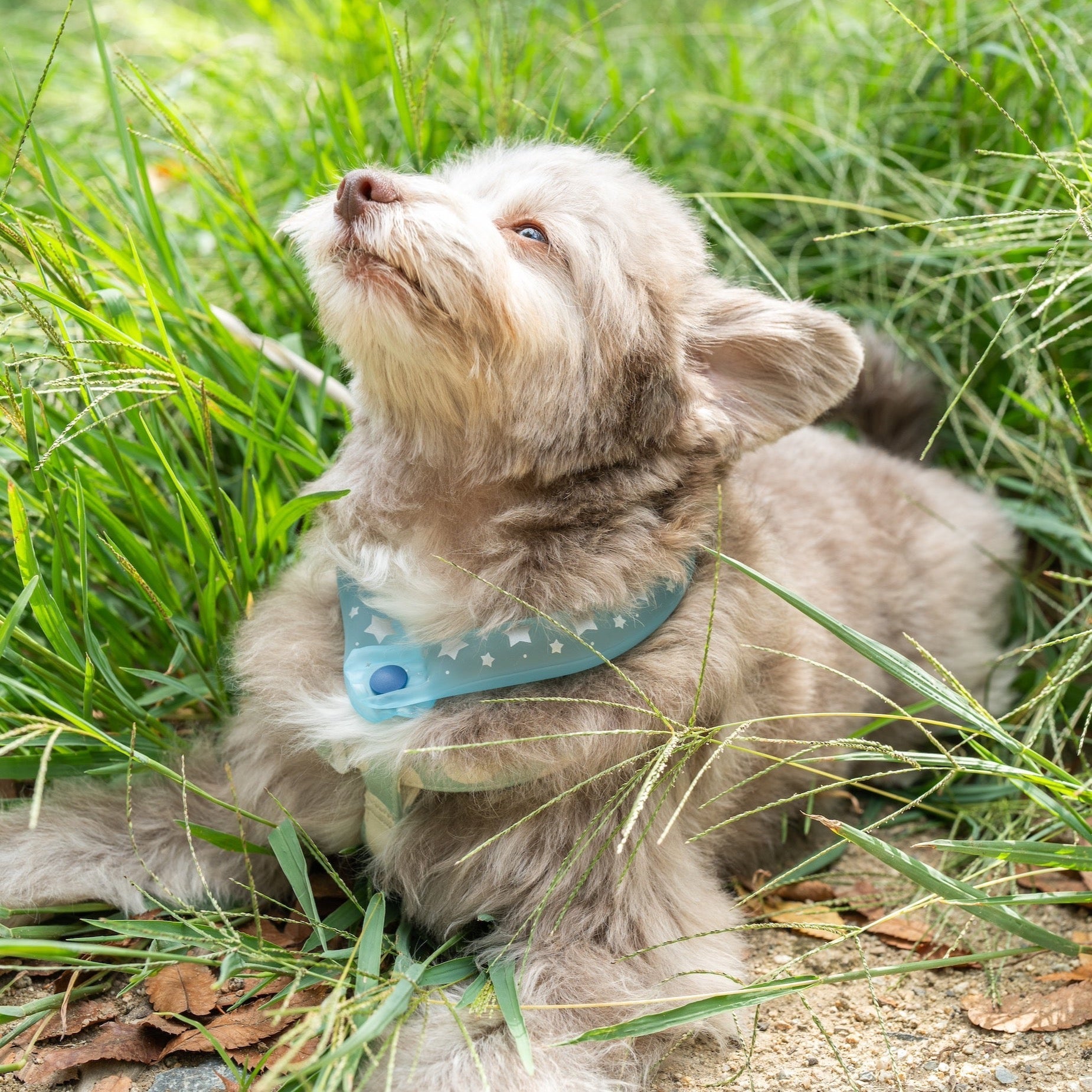 SUO RING for dogs 28°ICE star ボタン付