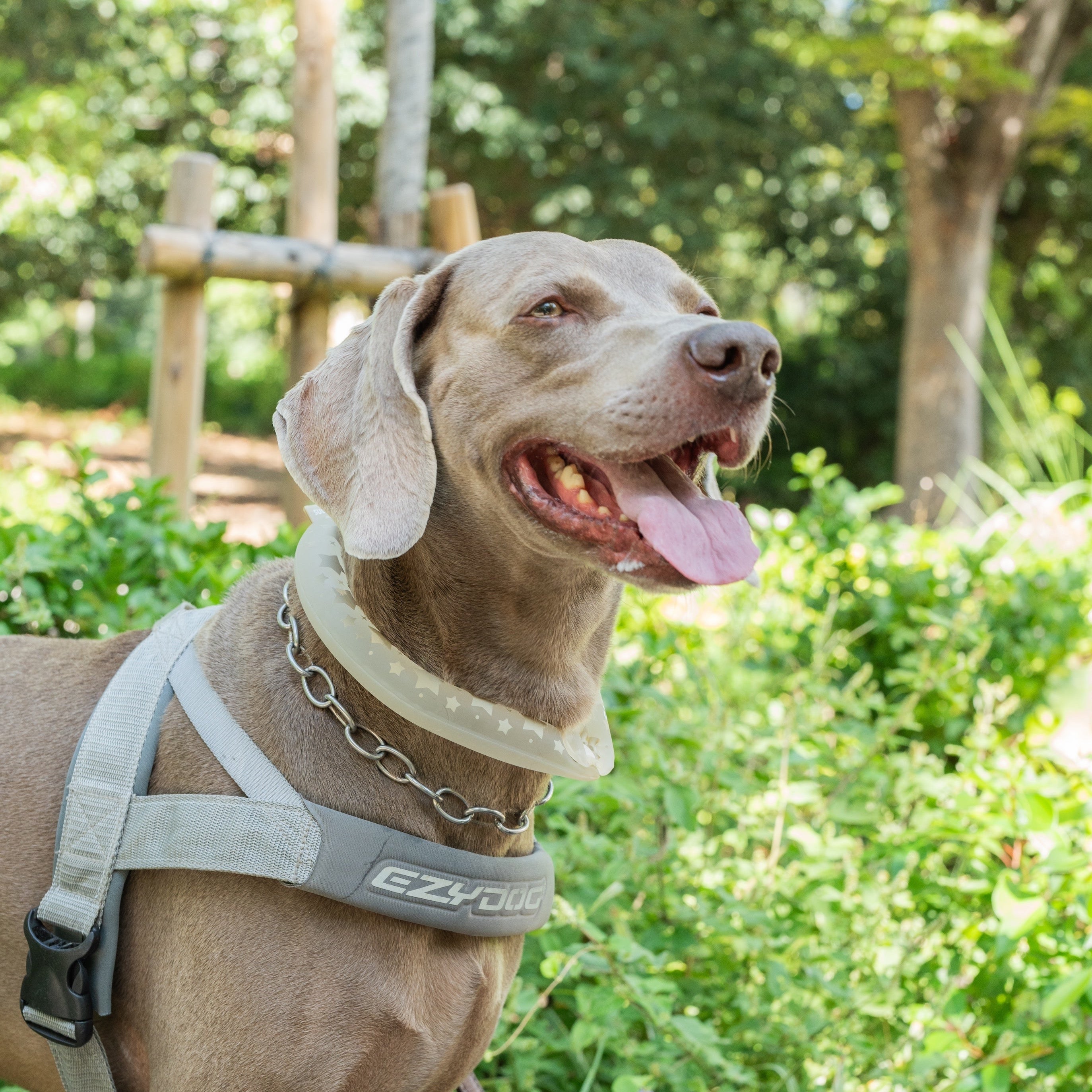 SUO RING for dogs 28°ICE star ボタン付