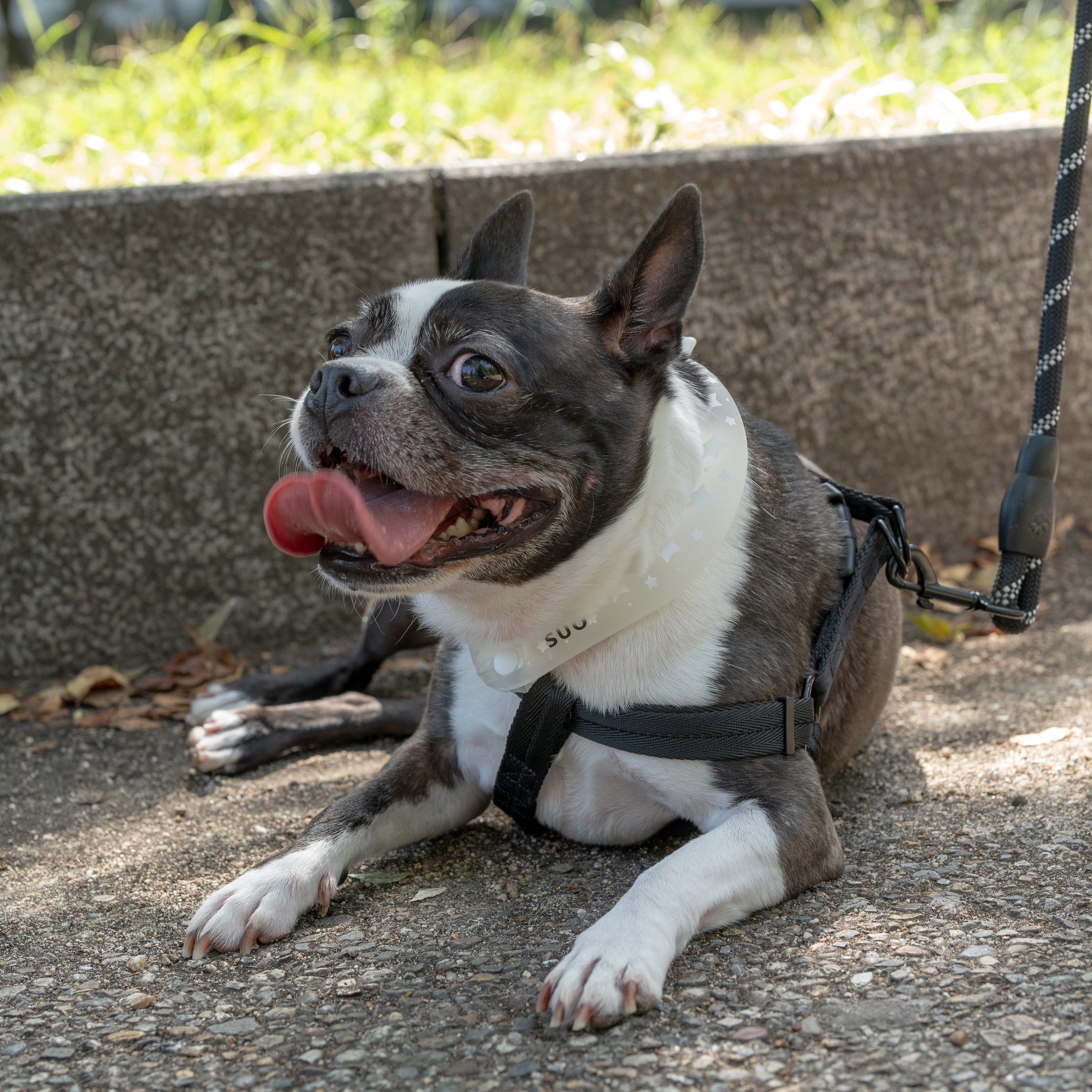 SUO RING for dogs 28°ICE star ボタン付