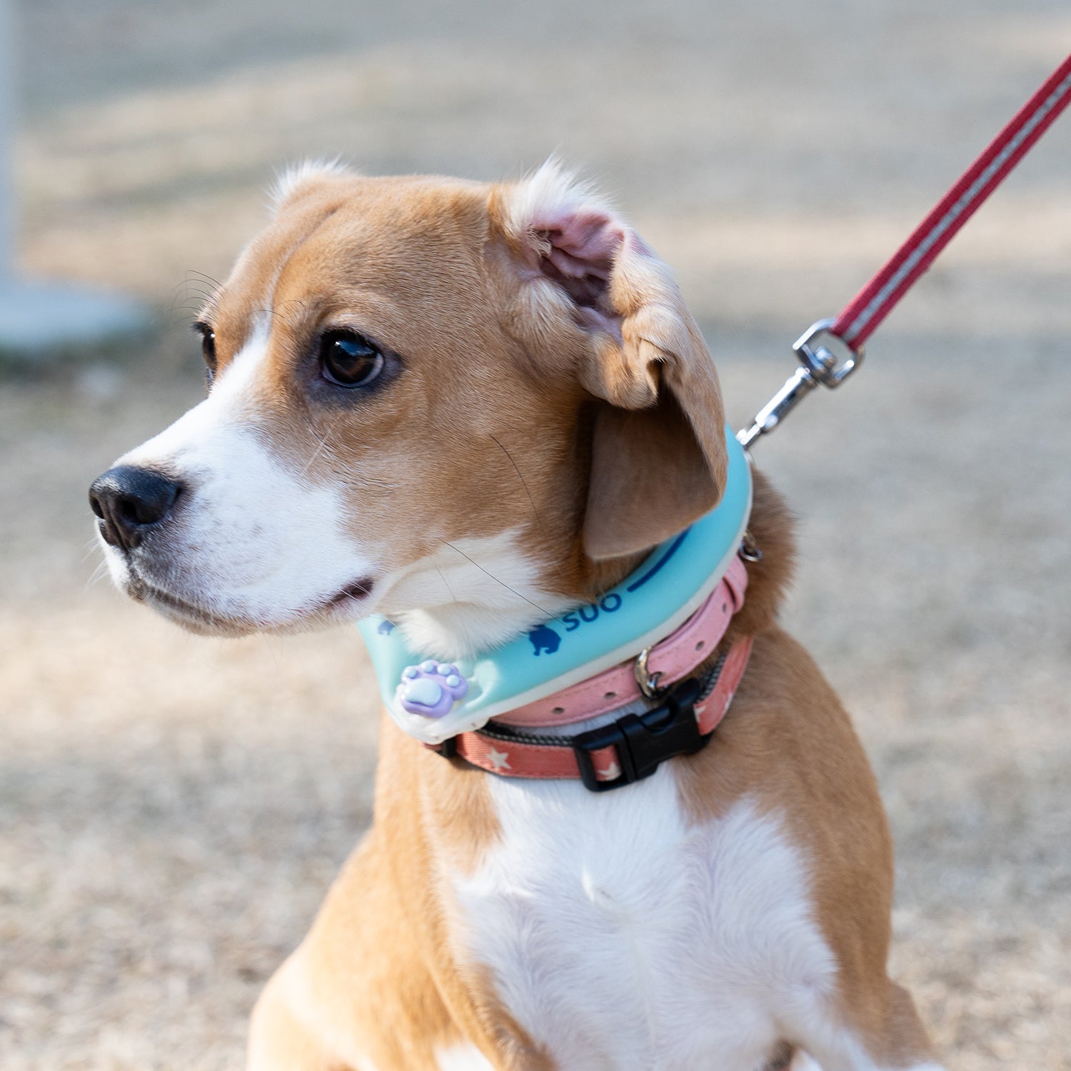 デコレ SUO RING for dogs 28°ICE line ボタン付