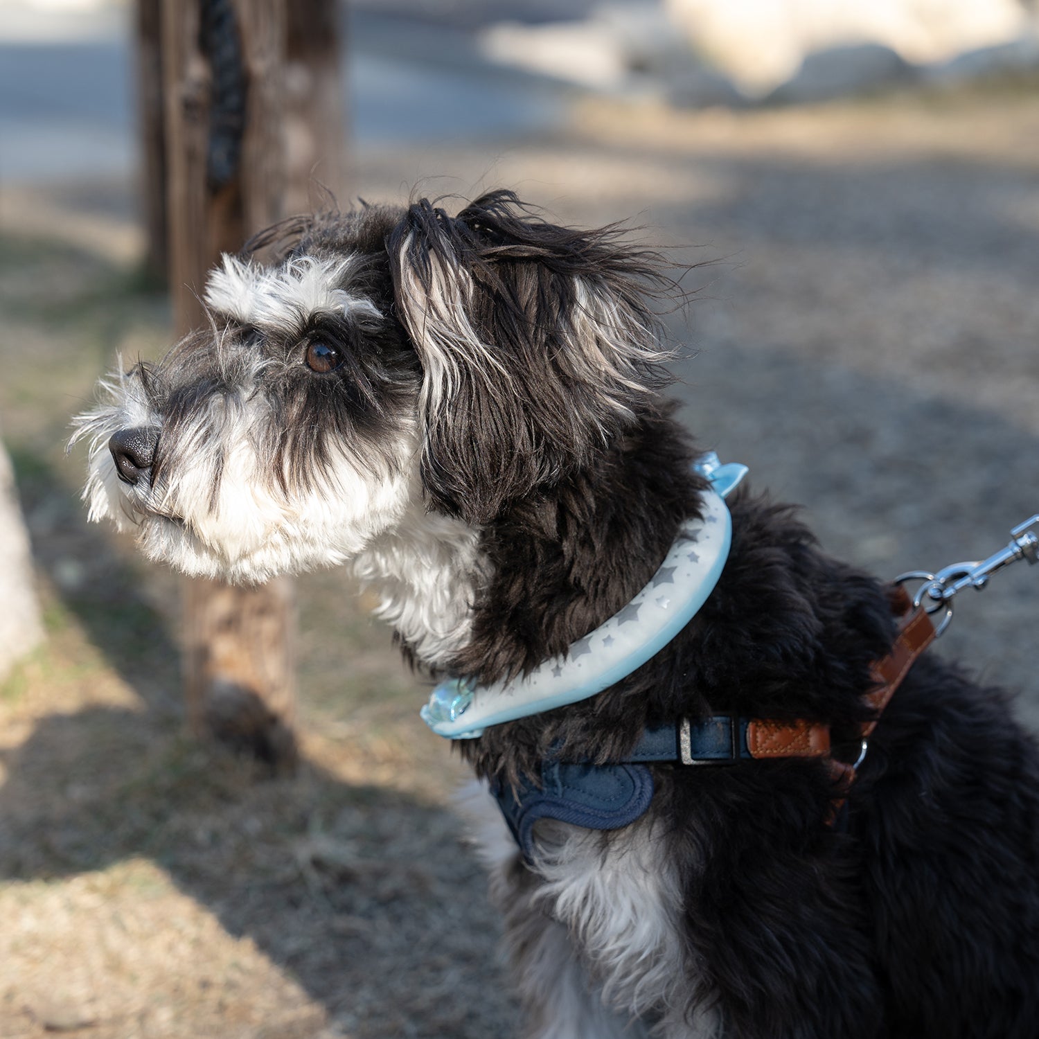 デコレ SUO RING for pets 28°ICE star reflector ボタン付