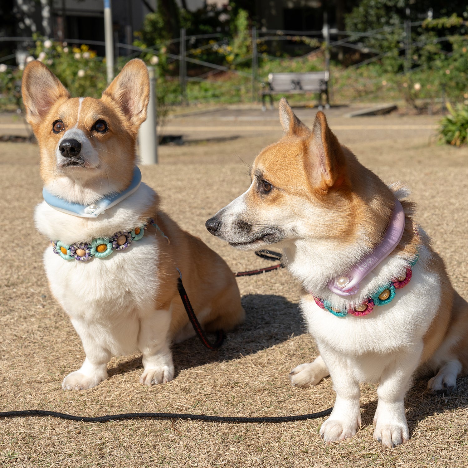 デコレ SUO RING for pets 28°ICE gradation ボタン付