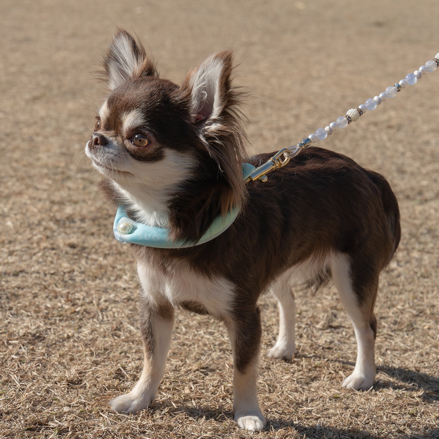デコレ SUO RING for pets 28°ICE gradation ボタン付