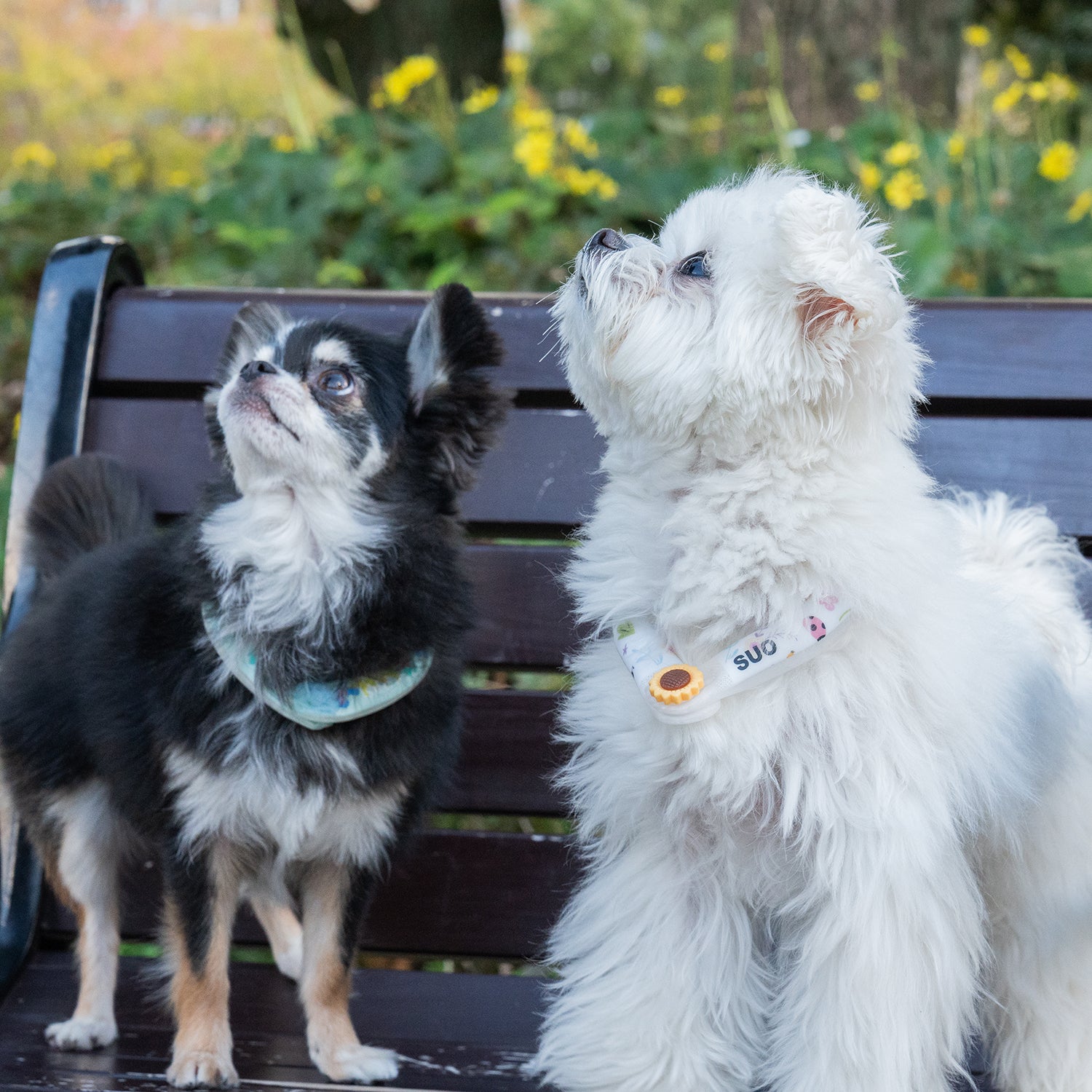 デコレ SUO RING for pets 18°ICE ボタン付