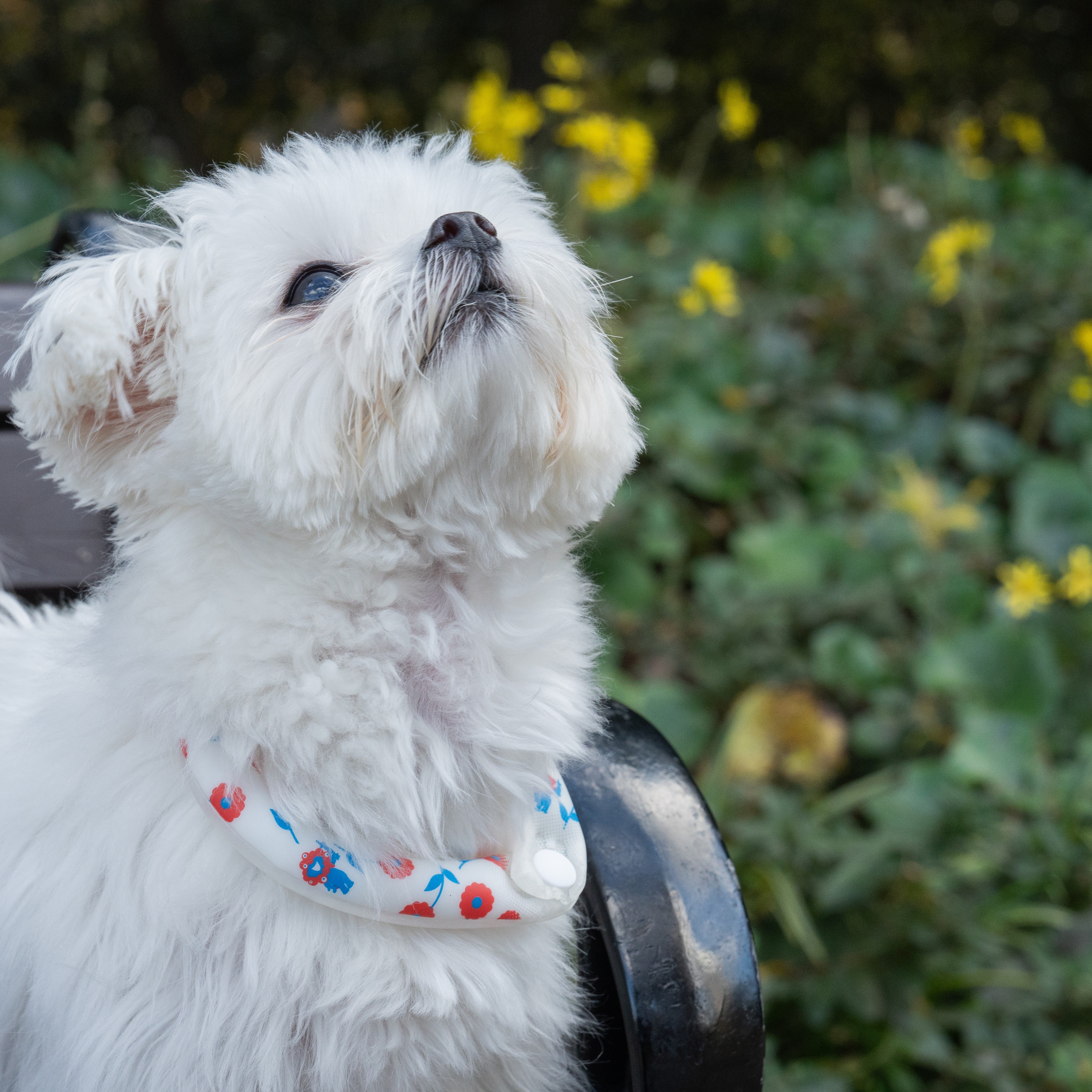 EXPO2025 ミャクミャク SUO RING for dogs 28°ICE ボタン付