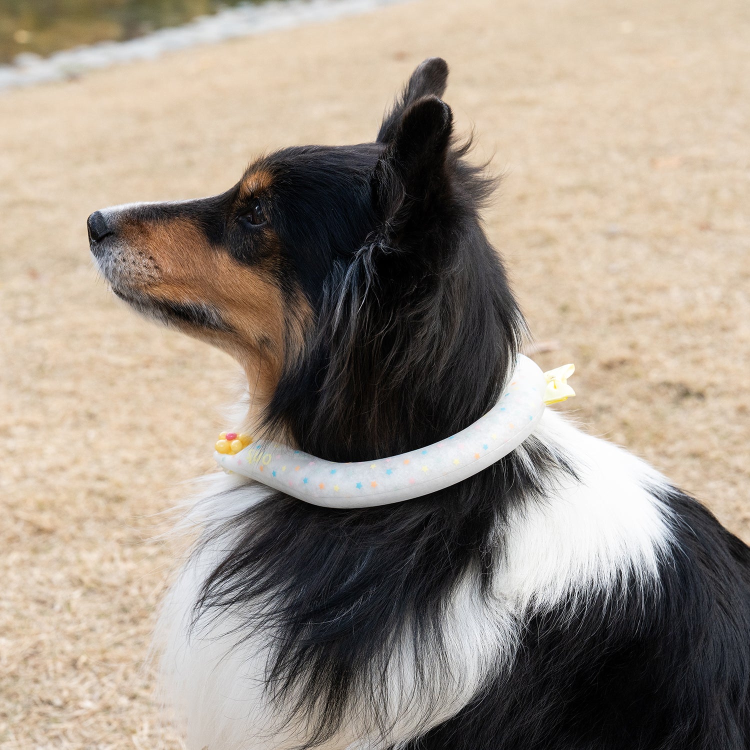 デコレ SUO RING for pets 28°ICE 星柄 ボタン付