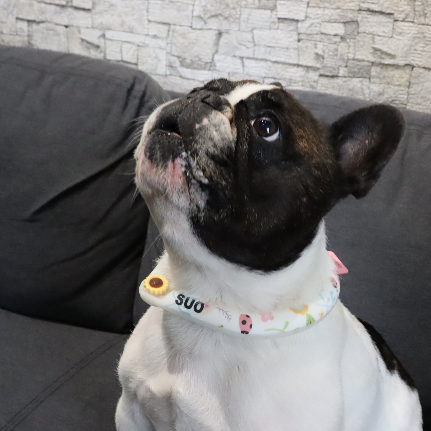 デコレ SUO RING for pets 18°ICE ボタン付