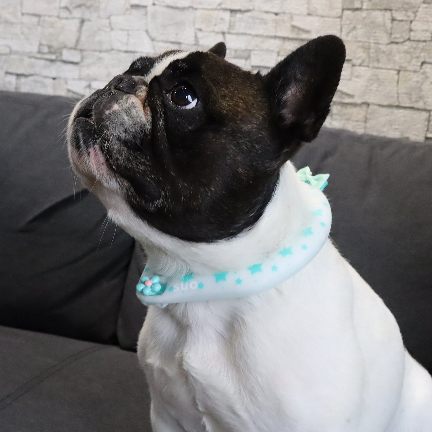 デコレ SUO RING for pets 28°ICE star ボタン付