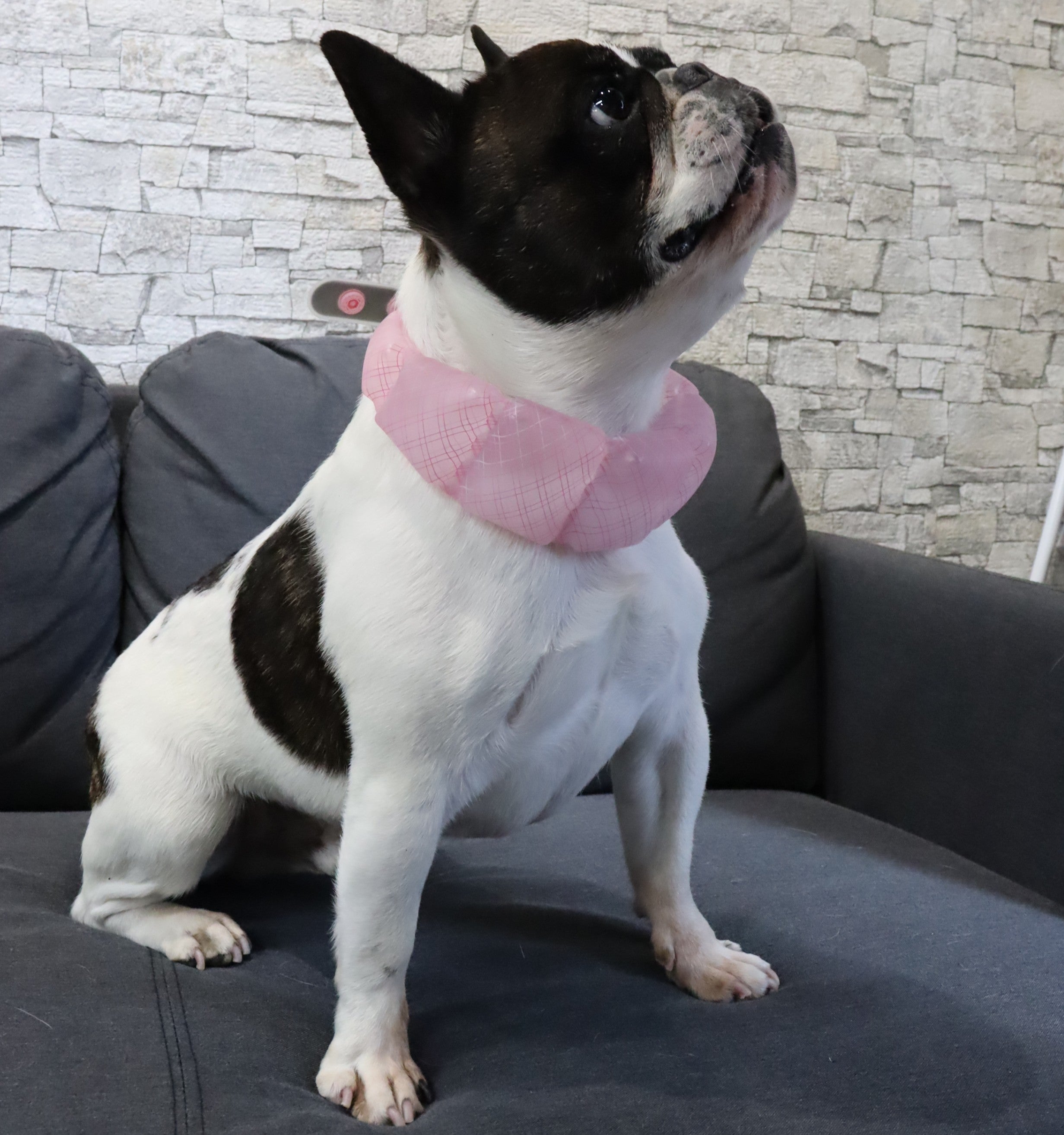 SUO 18°ICE for dogs WBAND グラデチェック