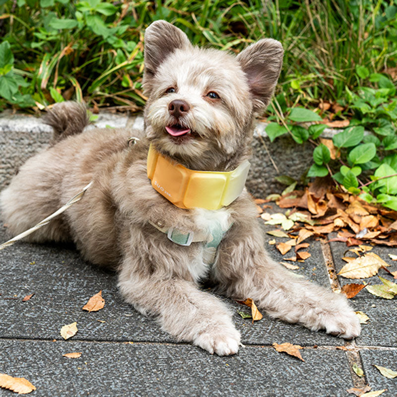 SUO 256ICE for dogs SUO BAND gradation