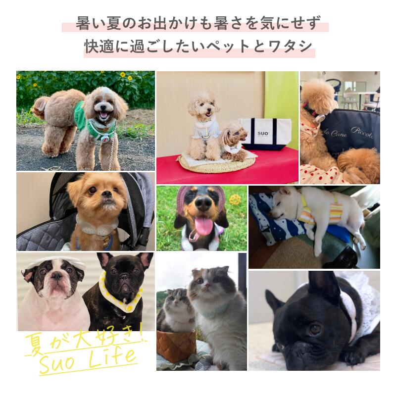 SUO 18°ICE for dogs WBAND グラデチェック