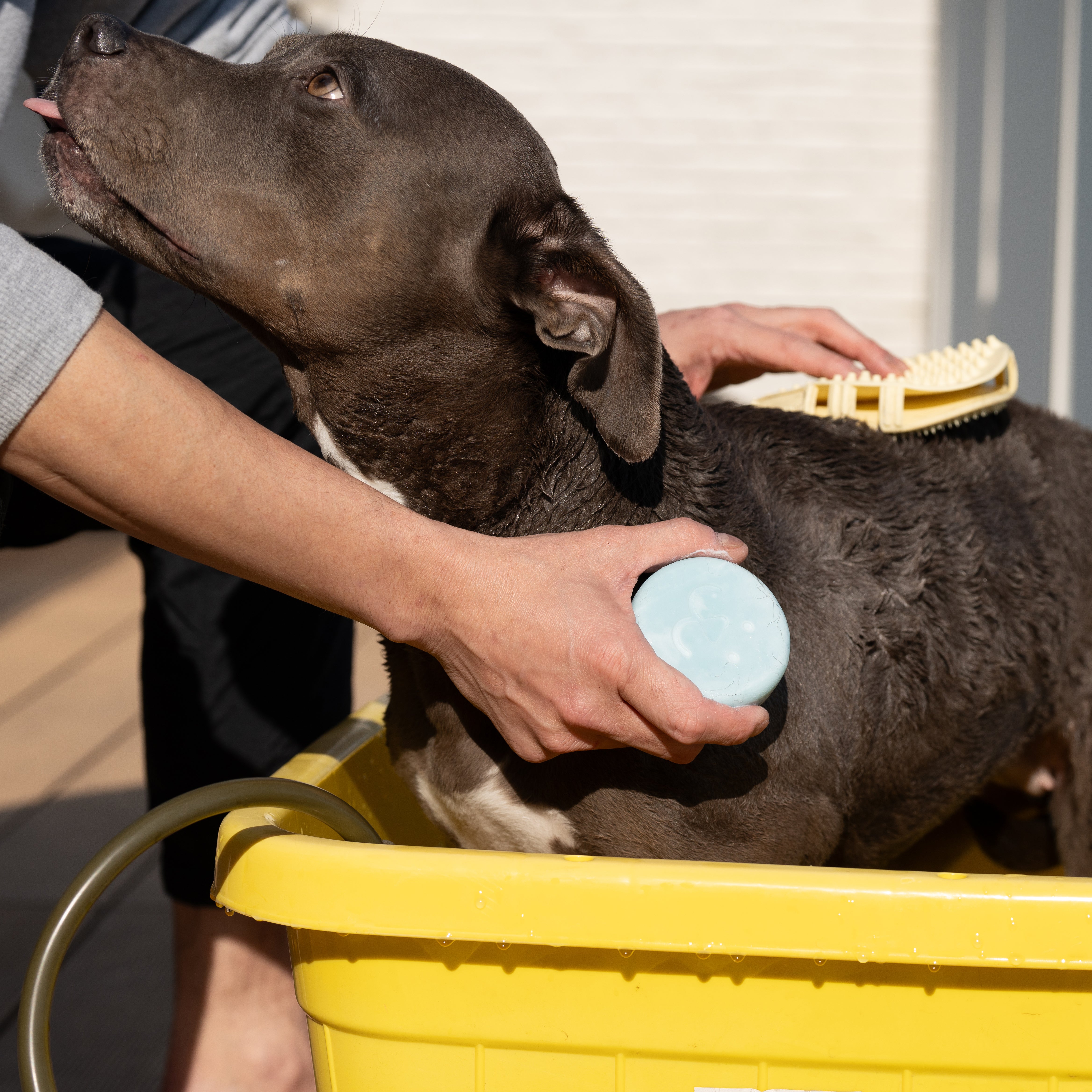 SUO FOR DOGS ALL IN ONE SHAMPOO BAR